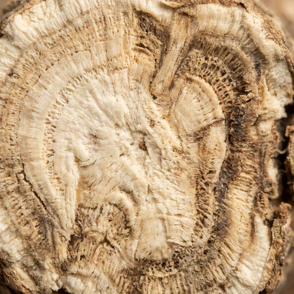 Stillingia Root
